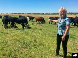 FILE - In this July 11, 2018 photo, animal geneticist Alison Van Eenennaam of the University of California, Davis, points to a group of dairy calves that won’t have to be de-horned thanks to gene editing.
