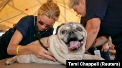 Dokter hewan Michelle LaBelle-Lake (kiri) dan Dr. Tatty Hodge dari Veterinary Medical Assistance Team (VMAT) merawat seekor anjing pesek China bernama Spike yang mengalami masalah pernapasan di rumah sakit lapangan VMAT lapangan di Gulfport, Mississipp. (