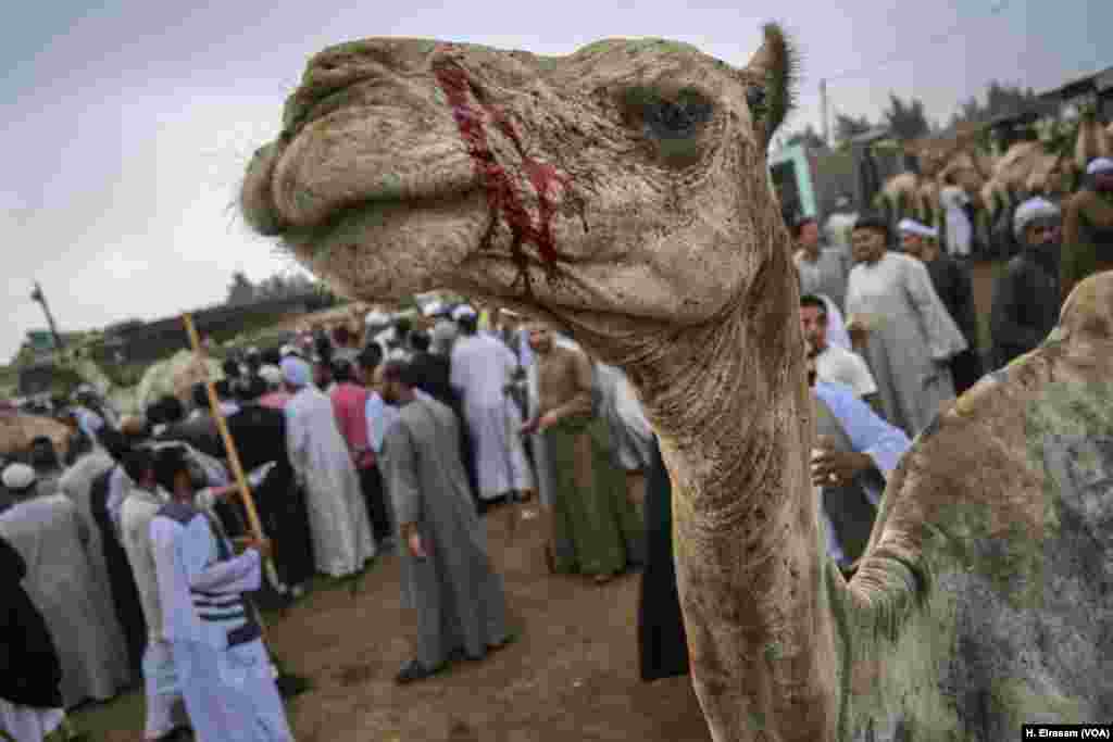 A camel bleeds after it is beaten for hesitating. Many of the animals, raised in the desert, resist and sometimes attack their herders.