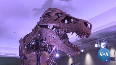 Sue the T. Rex gets life-like model to match skeleton - Chicago