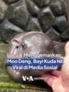 Lucu & Menggemaskan: Moo Deng Si Bayi Kuda Nil Viral di Media Sosial