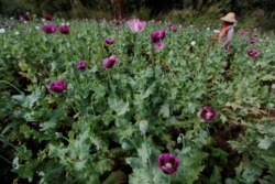 FILE - A woman harvests opium as he works in an opium field outside Loikaw, Kayah state, Myanmar, Nov. 30, 2016.