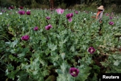 Seorang perempuan memanen opium saat bekerja di ladang opium di luar Loikaw, negara bagian Kayah, Myanmar, 30 November 2016. (Foto: Reuters)