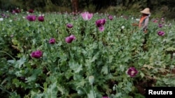 FILE - A woman harvests opium as he works in an opium field outside Loikaw, Kayah state, Myanmar, Nov. 30, 2016. 