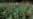 Myanmar’s Economic Meltdown Likely to Push Opium Output Up, Says UN