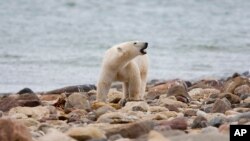 FILE - A male polar bear walks along the shore of Hudson Bay near Churchill, Manitoba, Aug. 23, 2010. 