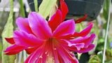 گل کاملا شکفته گونه ای از کاکتوس، موسوم به ملکه شب، با نام&nbsp;epiphyllum oxypetalum- تگزاس/آمریکا