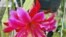 گل کاملا شکفته گونه ای از کاکتوس، موسوم به ملکه شب، با نام&nbsp;epiphyllum oxypetalum- تگزاس/آمریکا