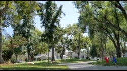 洛杉矶的植树一百万棵计划