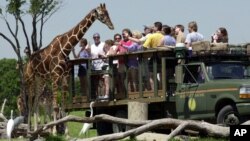 El parque Busch Gardens es otra de las grandes atracciones de Tampa, que se encuentra a corta distancia de Orlando, con su propio parque, acuario y escenarios turísticos.