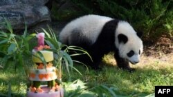 Yuan Meng, anak panda, yang berulang tahun memandang kue ulang tahunnya dari dalam kandangnya di Kebun Binatang The Beauval di Saint-Aignan-sur-Cher, Perancis tengah tanggal 4 Agustus 2018 (foto: AFP Photo/ Guillaume Souvant)