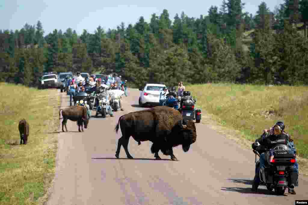 Touring bikers participate in the annual Sturgis Motorcycle Rally in Custer State Park, South Dakota, USA, Aug. 3, 2015. The park is a popular destination for bikers during the rally, which creates the most traffic at the park in the southern Black Hills. This year marks the 75th anniversary of the rally expected to draw hundreds of thousands of motorcycle enthusiasts from around the world for events throughout the week-long festival.