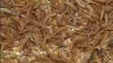 FILE: An image of what appear to be mealworms. Even though insects are a delicacy in some parts of the world, Qatar has banned their sale as food. Taken Jan 19, 2016.