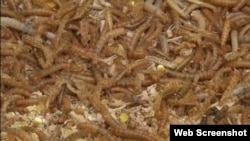 FILE: An image of what appear to be mealworms. Even though insects are a delicacy in some parts of the world, Qatar has banned their sale as food. Taken Jan 19, 2016.