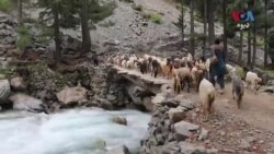 د موسم بدلیدو وړاندې شپنکو ګرمو سیمو ته مخه کړې