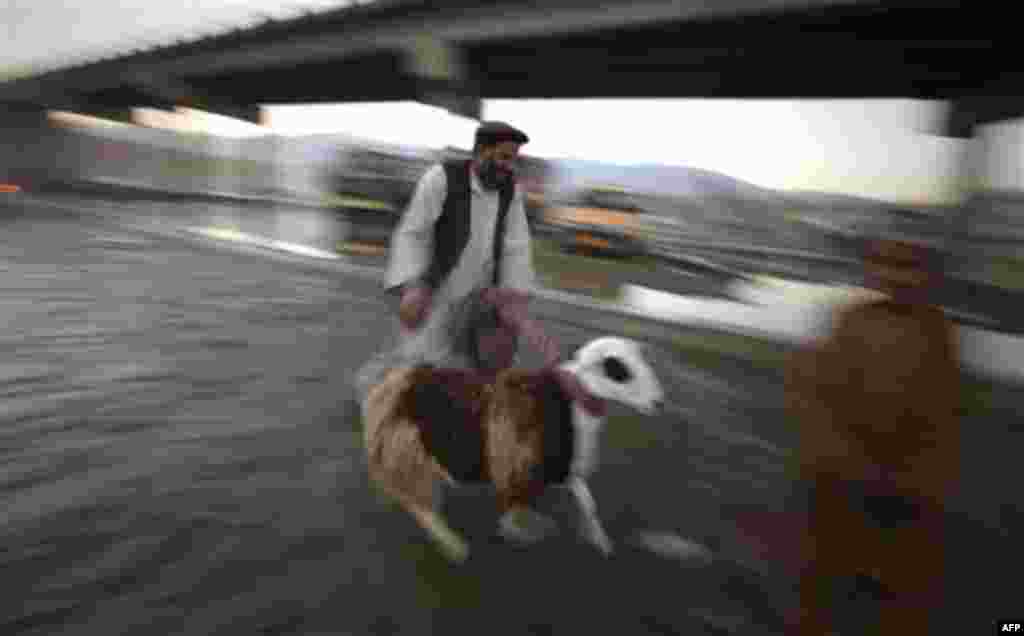 An Afghan man walks briskly behind a sheep purchased at a livestock market on the eve of Eid al- Adha festival in Kabul, Afghanistan, Monday, Nov. 15, 2010. Muslims worldwide celebrate Eid al-Adha, or the Feast of the Sacrifice on Nov. 16, by sacrificial 