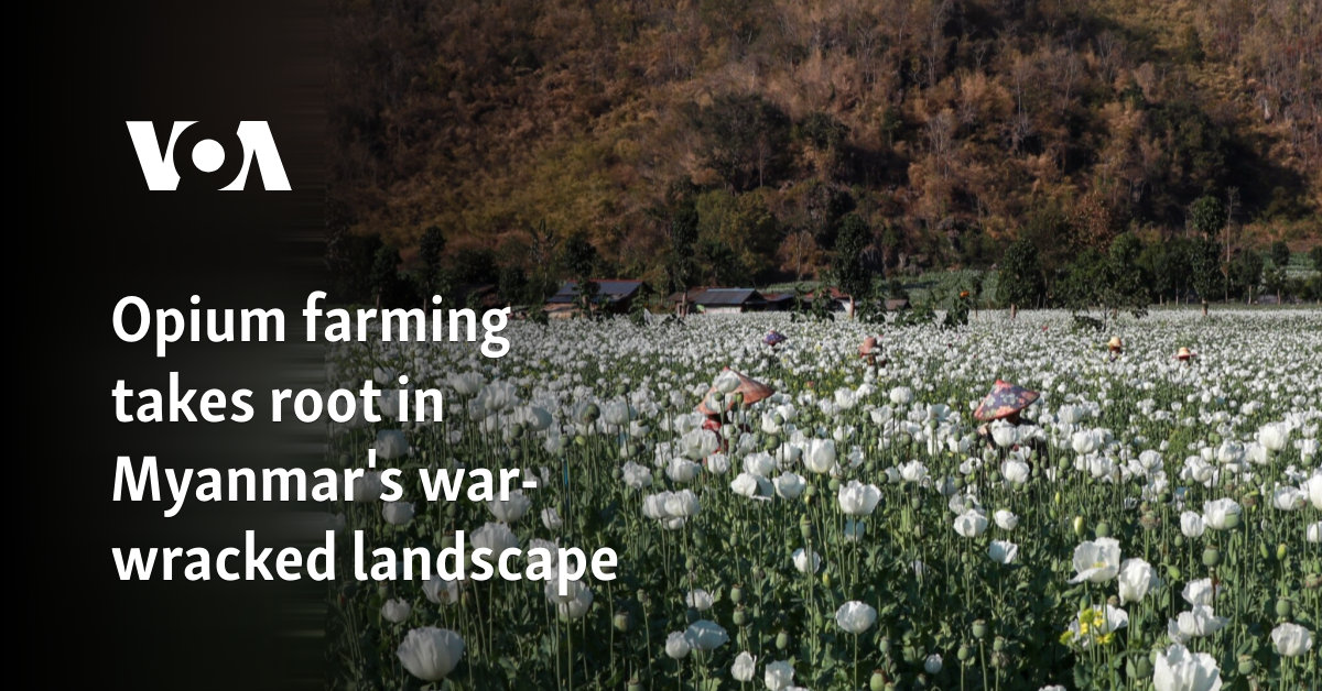 Opium farming takes root in Myanmar's war-wracked landscape