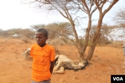 Roble Jama, 13, stands next to the carcass of a camel in Ina-Afmadobe Village, located in the Togdher region of Somaliland. (Photo: A. Osman / VOA)