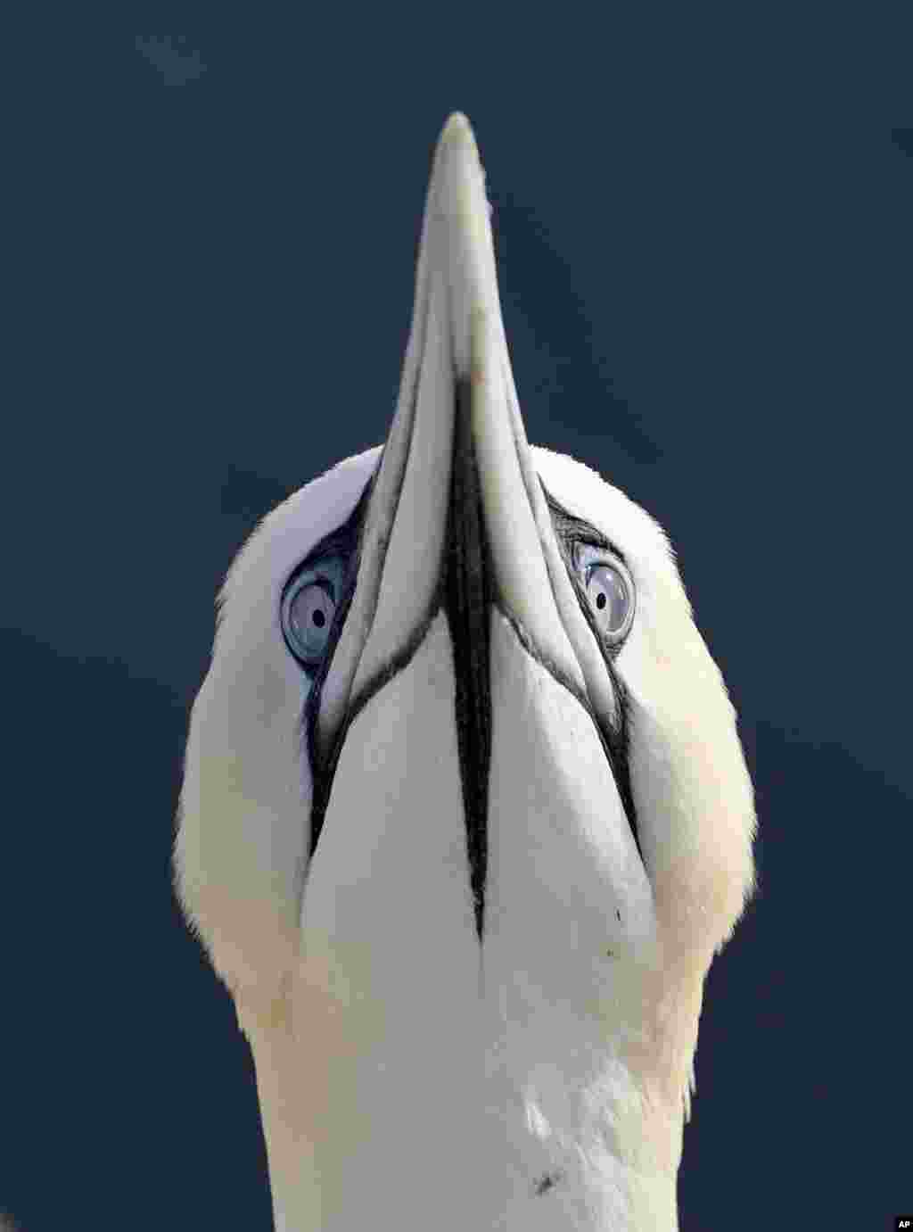 A northern gannet looks into the camera on the North Sea island Helgoland, Germany.