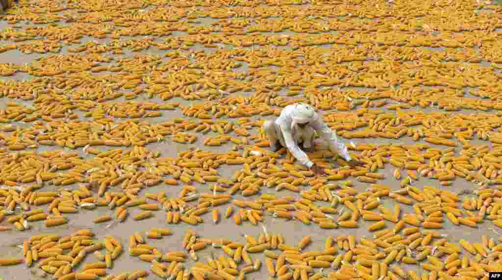 A Pakistani farmer dries his corn in a field on the outskirts of Lahore, Aug. 9, 2015.