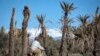 Le 27 janvier 2020, un homme passe à vélo devant des palmiers morts dans l'oasis marocaine de Skoura, une zone rurale d'environ 40 kilomètres carrés située près des montagnes de l'Atlas. (Photo: FADEL SENNA / AFP)