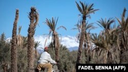 Le 27 janvier 2020, un homme passe à vélo devant des palmiers morts dans l'oasis marocaine de Skoura, une zone rurale d'environ 40 kilomètres carrés située près des montagnes de l'Atlas. (Photo: FADEL SENNA / AFP)