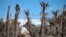 Le 27 janvier 2020, un homme passe à vélo devant des palmiers morts dans l'oasis marocaine de Skoura, une zone rurale d'environ 40 kilomètres carrés située près des montagnes de l'Atlas. (Photo:  FADEL SENNA / AFP)