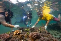 Pariama Hutasoit dan para relawan membersihkan terumbu karang dari ganggang di Nusa Dua, Bali, 28 Mei 2021. (Foto:Nyimas Laula/Reuters)