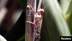 FILE PHOTO: A desert locust feeds on crops in Laghouat, Algeria, July 29, 2004. Picture taken July 29, 2004. REUTERS/Louafi Larbi/File Photo