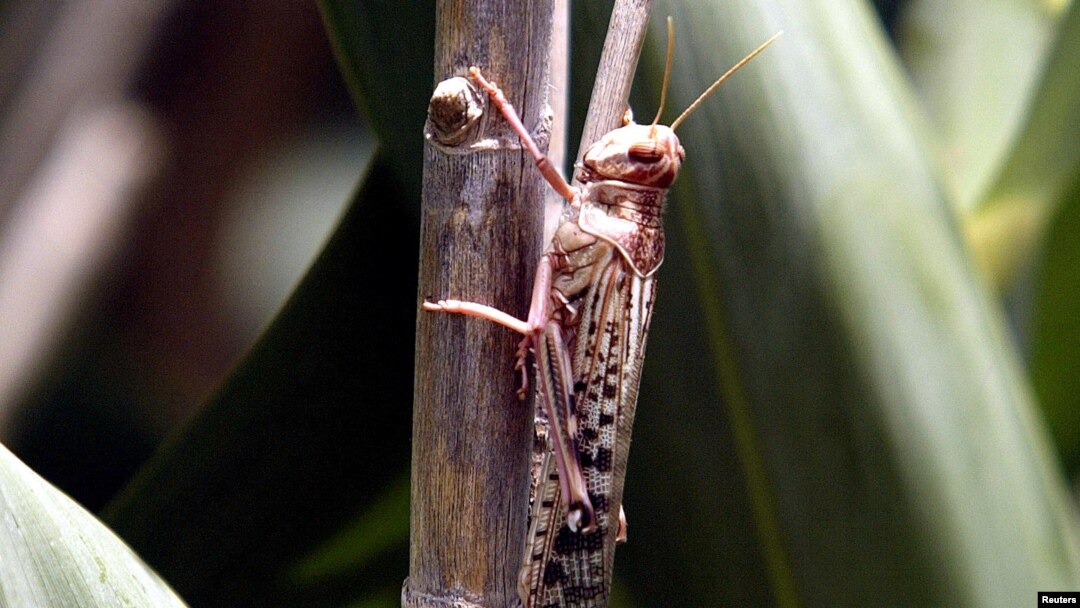FILE - A desert locust feeds on crops.