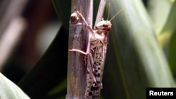 FILE - A desert locust feeds on crops.