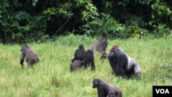 Apes in the Sangha Tri-National Protected Area. (Thomas Breeuer / WCS)