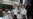Gandhi Scion Comes Into His Own as India Polls Near Finish