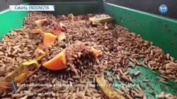 Yemek Artıklarını Organik Gübreye Dönüştüren Kurtçuklar