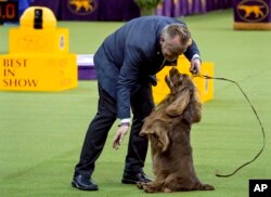 Bean, a Sussex spaniel