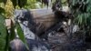 Avioneta robada en México se estrella en Guatemala con drogas provenientes de Venezuela