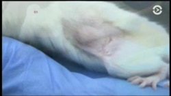 Мыши как инструмент лечения рака