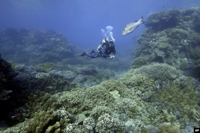 FILE - Tarquin Singleton, cultural officer for the Reef Cooperative, swims past a massive coral on Moore Reef in Gunggandji Sea Country off coast of Queensland in eastern Australia on Nov. 13, 2022. (AP Photo/Sam McNeil, File)