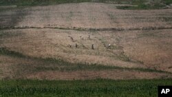 지난 2015년 6월 북한 황해남도 지역의 옥수수 밭에서 농부들이 일하고 있다. 북한의 최대 곡창지대인 황해남도 지역은 올해 가뭄으로 큰 피해를 입은 것으로 알려졌다. (자료사진)