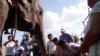 Participants feed Sambo her last meal before her relocaton, Phnom Penh, Cambodia, Nov. 25, 2014. (Kong Sothanarith/VOA)