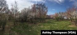 The Arboretum's research fields, where researchers plant cherry tree hybrids.