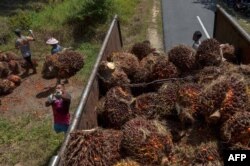 Para petani sedang memuat tandan kelapa sawit ke truk di Kampar, Provinsi Riau, 20 Agustus 2018.