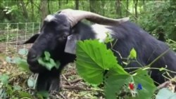 ပေါင်းပင်ရှင်းတဲ့ ဆိတ်များ