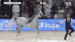 ‘Arap Atları’ Güzellik Yarışmasında