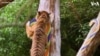 Tigers Get in Festive Spirit with Candy Canes at London Zoo