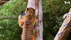 Tigers Get in Festive Spirit with Candy Canes at London Zoo