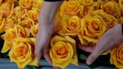 Ecuador: Floricultores pérdidas guerras