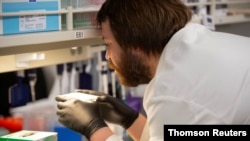 Un científico de la Universidad de Minnesota observa una muestra durante una de sus investigaciones.