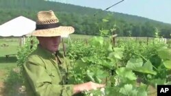 Master winemaker Sebastien Marquet checks the vines at the Doukenie winery in Purcellville, Virginia.