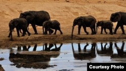 Elephants at a watering hole in Zimbabwe’s Hwange National Park. Credit: African Wildlife Foundation